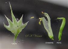  Calyx, Stamens and Pistil